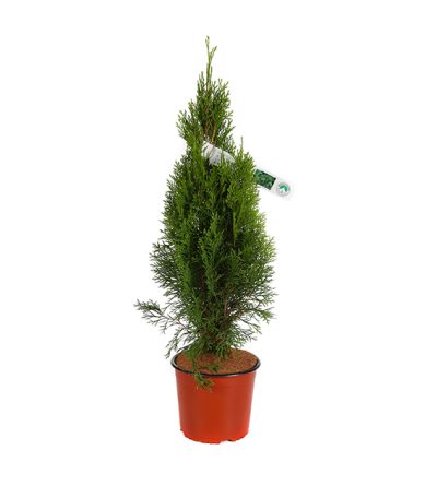 Thuja Occidentalis Smaragd