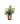 Viburnum Tinus Eve Price (viburno)