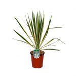 Yucca Filamentosa Bright Edge