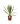 Yucca Filamentosa Bright Edge
