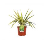 Yucca Filamentosa Golden Sward