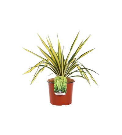 Yucca Filamentosa Golden Sward