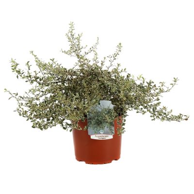 Pyracantha Nano Variegato