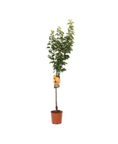 Prunus-Armeniaca-Reale