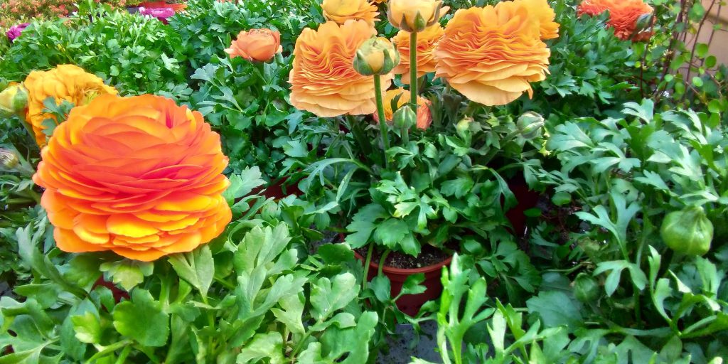 piante da giardino