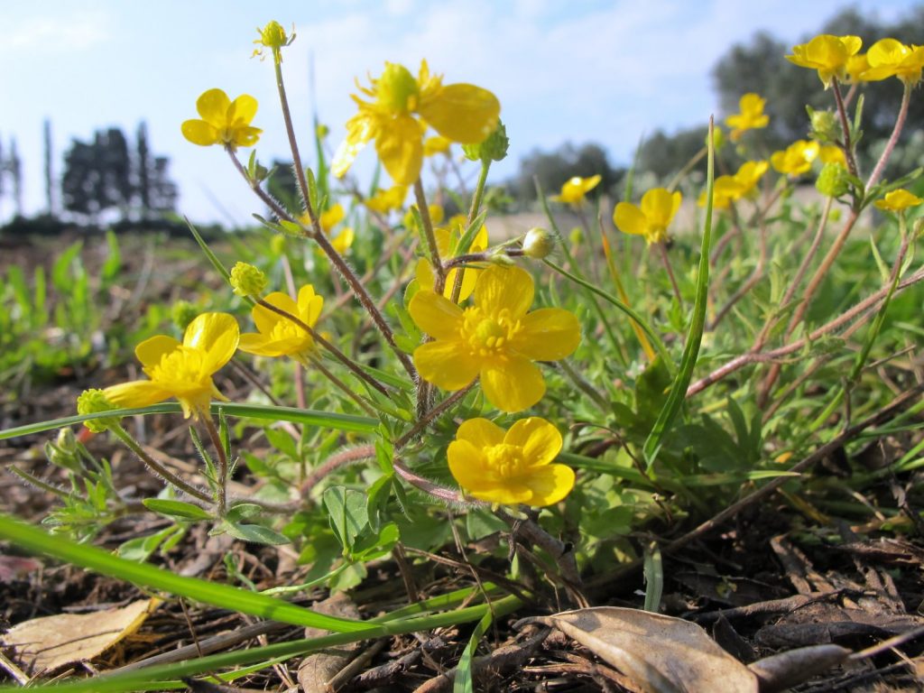 piante da giardino