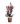 lagerstroemia-first-edition