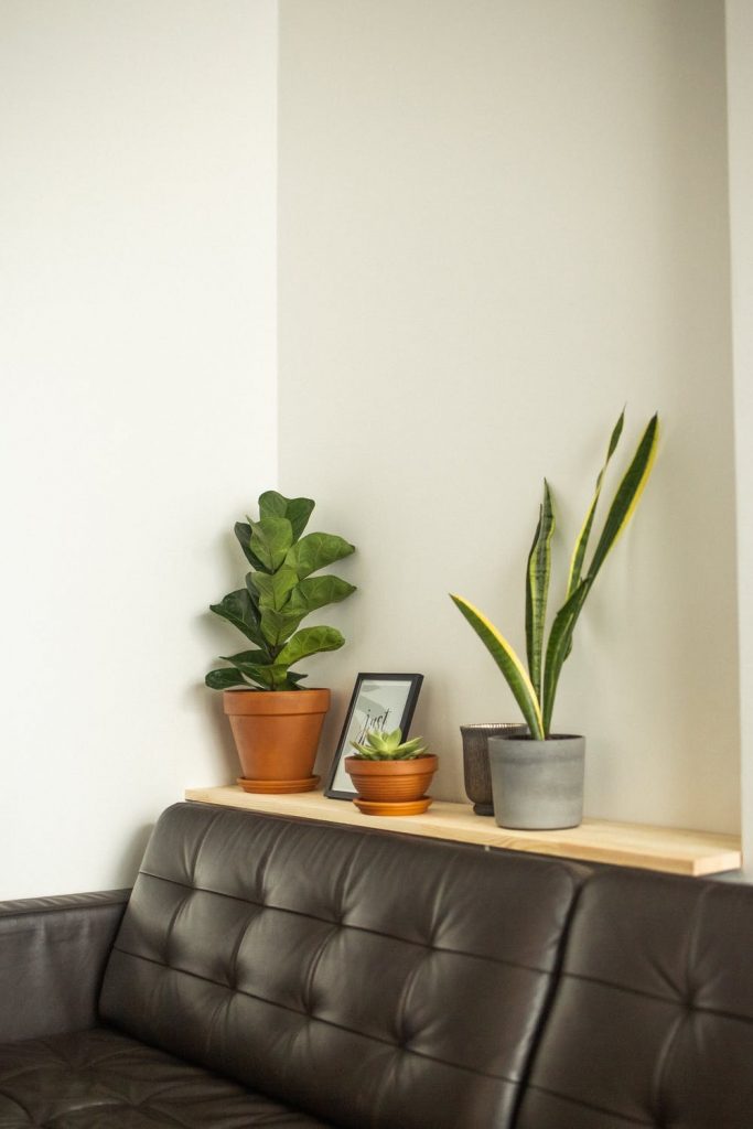 plant-home-decor