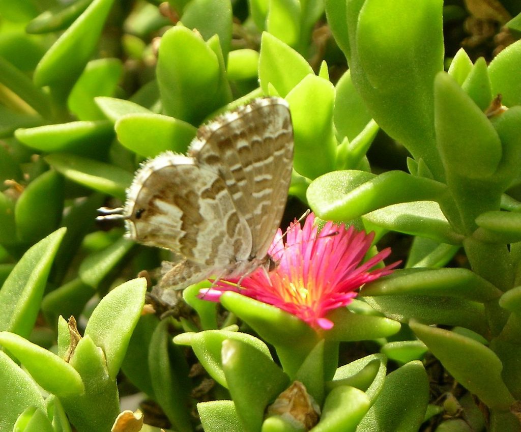 Cacyreus_marshalli_adult